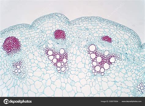 Dicot Plants Stem Show Plant Vascular Tissue Light Microscope View ...