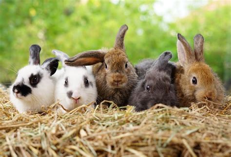 Kaninchen Haltung Ernährung Pflege zooplus Magazin