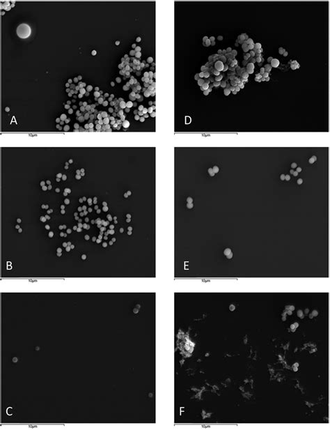 Sem Of S Aureus Atcc Untreated A Treated With Mic G