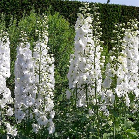 Delphinium Pacific Galahad Delphinium Larkspur Australian Seed