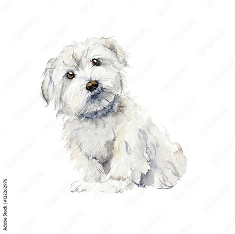 Maltese Dog Portrait Small Dog Watercolor Hand Drawn Illustration