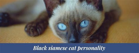 Best 10 Black siamese cat facts, personality, name - Zoological World