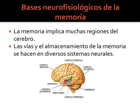 PPT Bases neurológicas de la memoria PowerPoint Presentation free