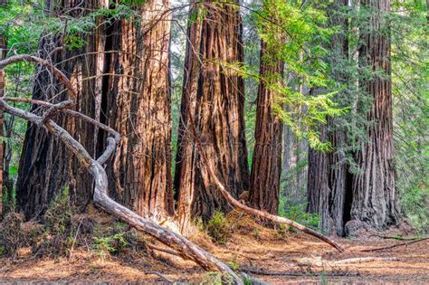 Giant Redwood Forest at Big Basin State Park Stock Image - Image of ...