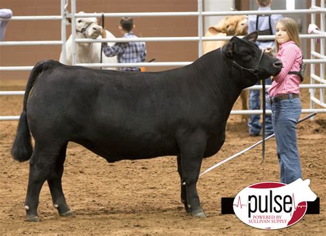 San Angelo Stock Show Market Steer Champions The Pulse