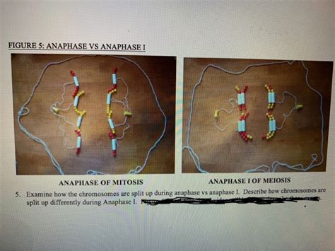 Solved FIGURE 5: ANAPHASE VS ANAPHASE I ANAPHASE OF MITOSIS | Chegg.com