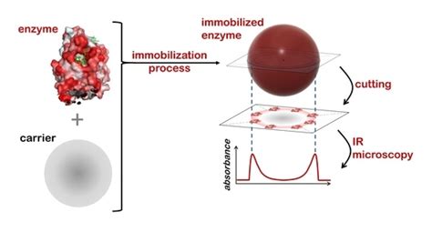 Catalysts Free Full Text Visualizing Hydrophobic And Hydrophilic