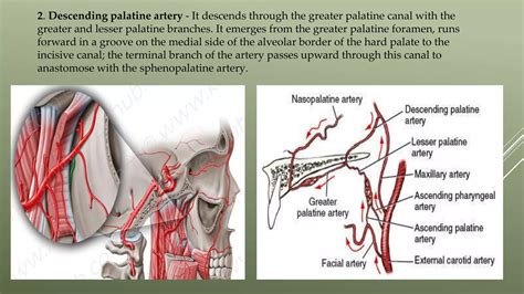 Maxillary Artery PPT