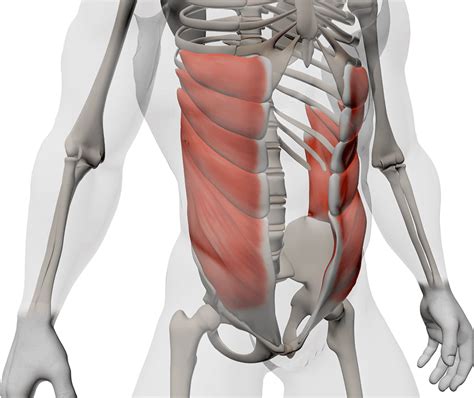 Anatomie Des Abdominaux Le Guide Complet Boxlife