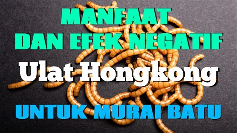 Manfaat Dan Efek Negatif Ulat Hongkong Untuk Murai Batu Youtube