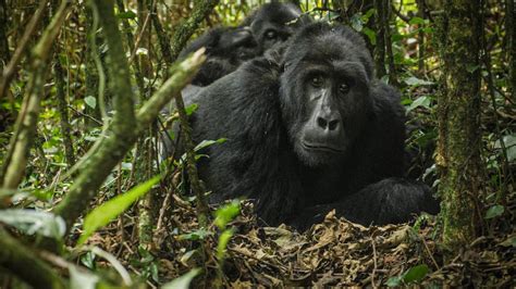 Minimum And Maximum Age Limit For Gorilla Trekking Below 15 Yrs