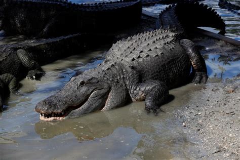 The world-record alligator: How a dead gator grew 9 inches. Can it be beat?