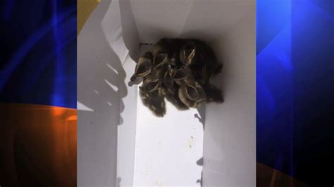 Lafd Firefighters Rescue 10 Ducklings From Storm Drain In Tarzana Ktla