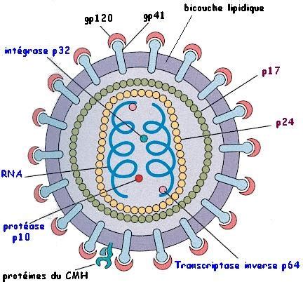 La Structure Du VIH