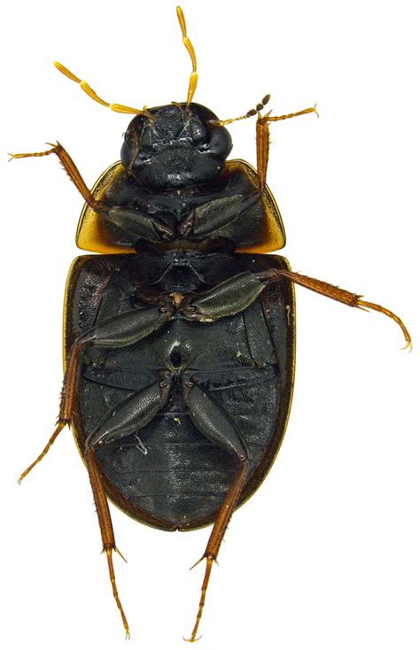 Enochrus Cymbiodyta Bugguidenet