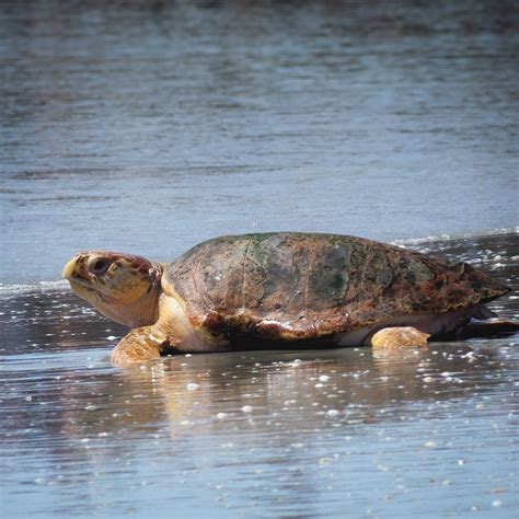 Meet the Animals - Everglades National Park Adventures