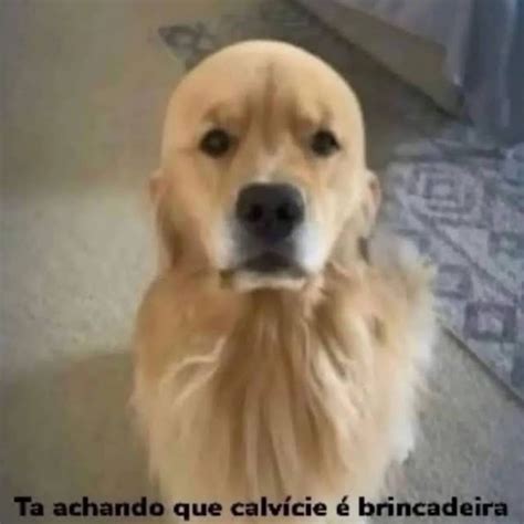 Matheus Sena Adotou Um Cachorro Meme By Gatodarodovia123 Memedroid