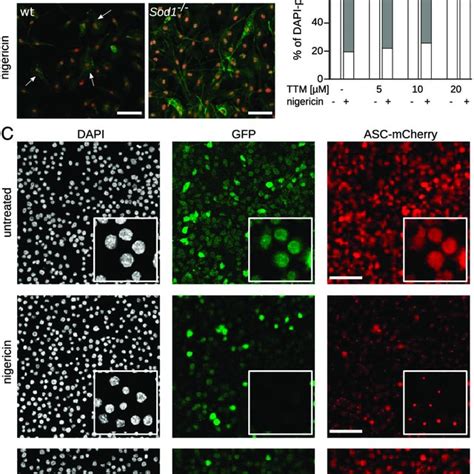 Superoxide Blocks NLRP3 Dependent ASC Speck Formation A