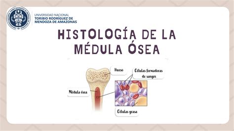 SOLUTION Histolog A De La M Dula Sea Studypool