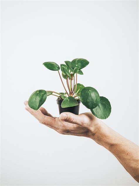 Mini Elefantöra Pilea Peperomioides Köp Växter Online Plantredo