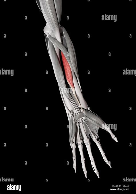 Forearm Muscles Hi Res Stock Photography And Images Alamy