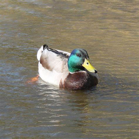 Ducky Free Stock Photo - Public Domain Pictures