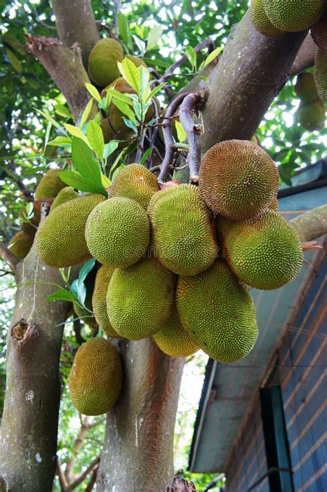 Vietnamese Jackfruit Tree Stock Photo Image Of Farming 78251500