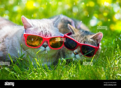 Two Cats Wearing Sunglasses