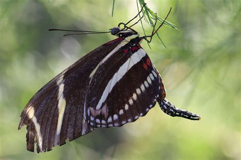 Zebra Longwing Butterfly Life Cycle