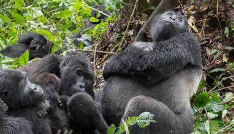 Why You Should Visit Virunga National Park Gorilla Trek Africa