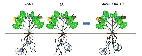 Figure 1 From Two Way Plant Mediated Interactions Between Root