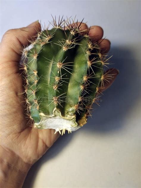 Cactus Cutting With A Knife And Taking Roots In The Air Before Planting