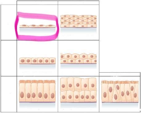 Chapter 4 Flashcards Quizlet