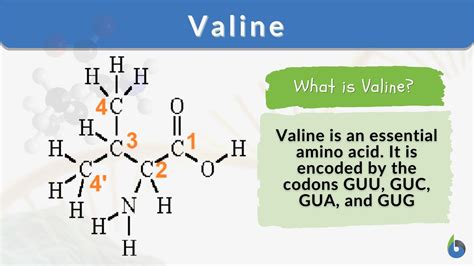 Valine - Definition and Examples - Biology Online Dictionary