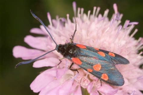 Premium Photo Five Spot Burnet Zygaena Trifolii