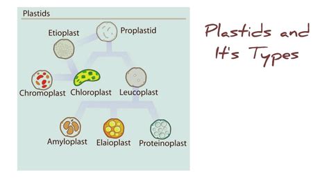 Plastids And Its Types With Notes Chloroplast Chromoplast