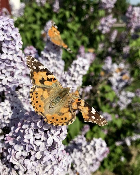 Butterfly Uss Syren Vleugel Gratis Foto Op Pixabay Pixabay