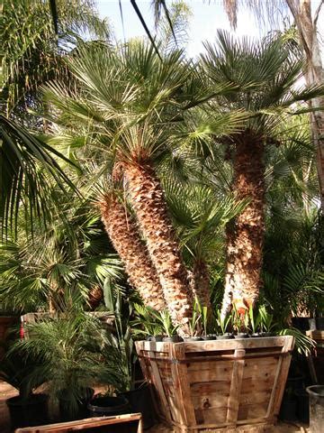 The Mediterranean Fan Palm Chamaerops Humilis