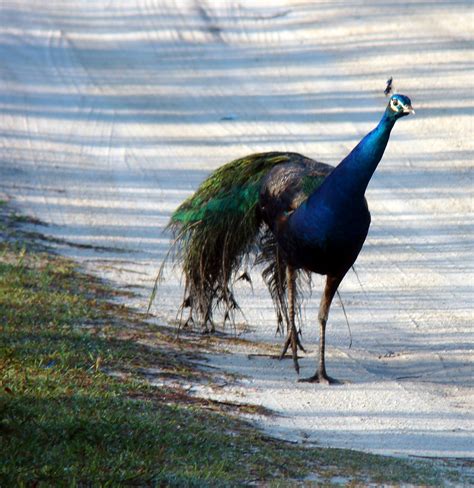 Pine Island Florida Pine Island Peacocks