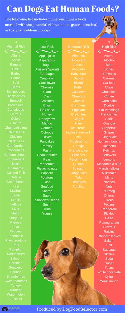 Can Dogs Eat Human Foods? | Infographic Portal