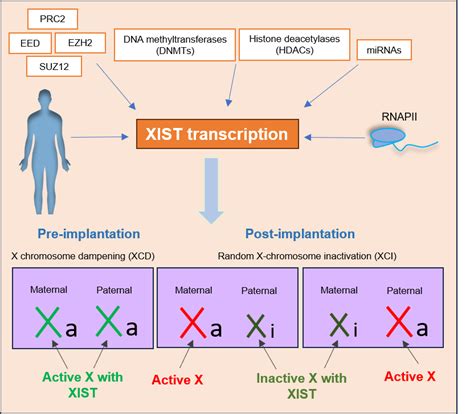 Functional Roles Of Lncrna Xist During Pre Implantation And