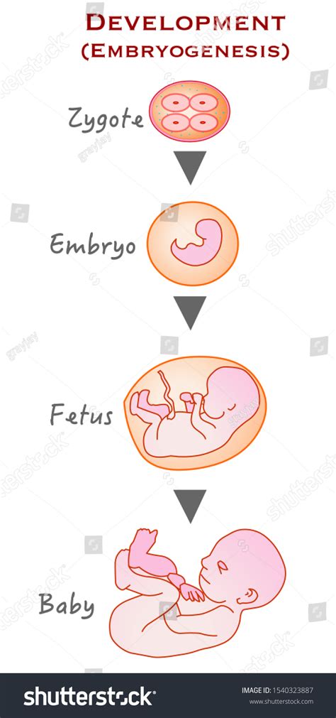 Zygote Infant Formation Development Growth Stages Stock Vector (Royalty ...