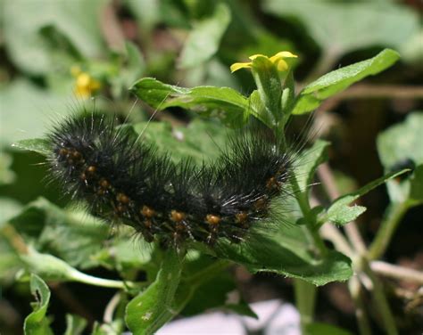 Fuzzy Orange Caterpillar Identification