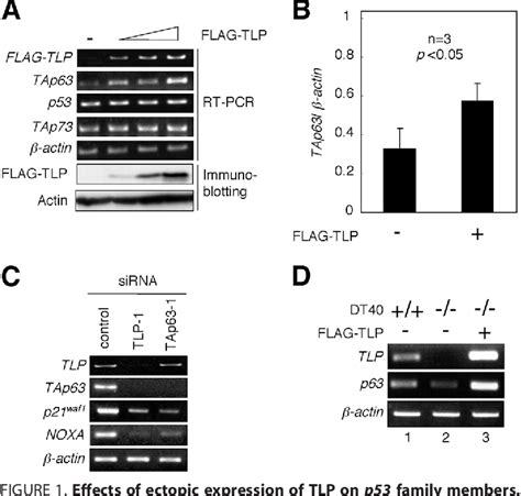 Figure 1 From Tata Binding Protein Tbp Like Protein Is Engaged In