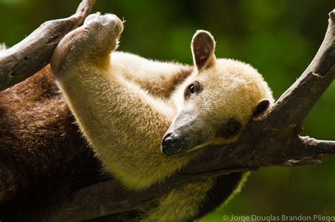 Oso Hormiguero Tamandua Mexicana Reserva El Zapotal Chi Flickr