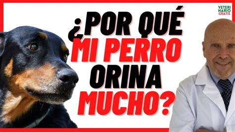 Controla la micción de tu mascota consejos para reducir la cantidad de