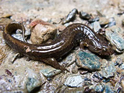 Northern Dusky Salamander King Of The Fishless Streams Ok Flickr