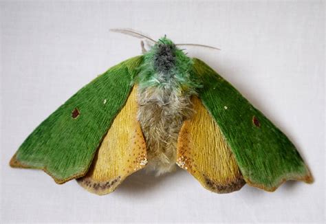 Creative Moth And Butterfly Using Fluffy Textile By Yumi Okita