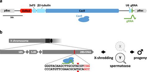 Generation Of A Crispr Cas9 Sex Ratio Distortion System A Crisprsd Download Scientific