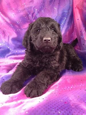 Giant schnoodle puppies for sale in Florida, By Giant schnoodle ...